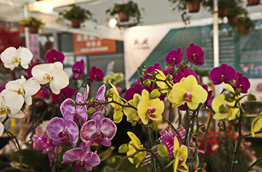 昆明国际花展下周启幕 云南鲜切花产量连续23年全国第一