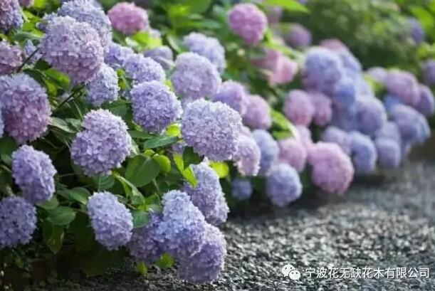【花卉】欣赏海量的无尽夏系列和魔幻系列绣球