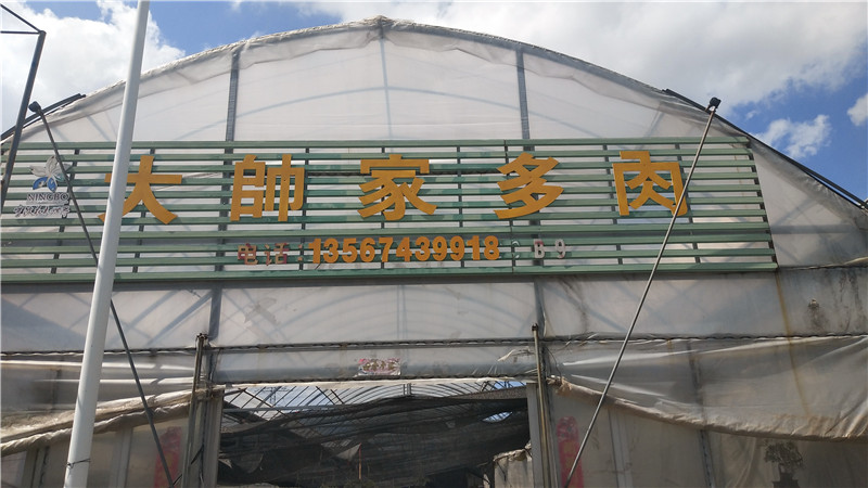 大帅家多肉