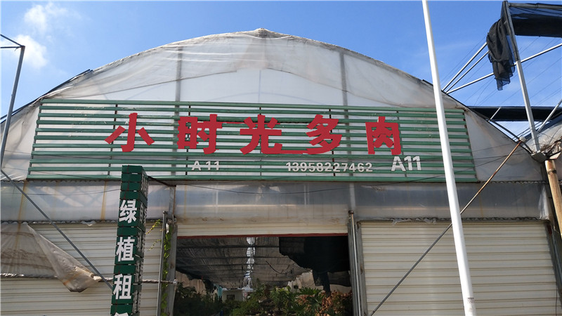 小时光多肉   