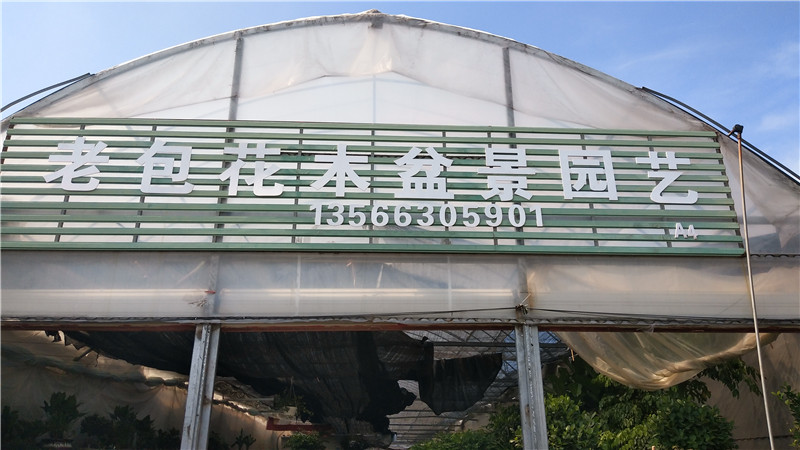 老包花木盆景园艺