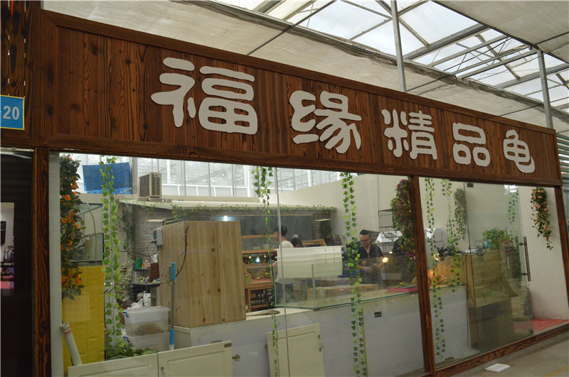 福缘精品龟
